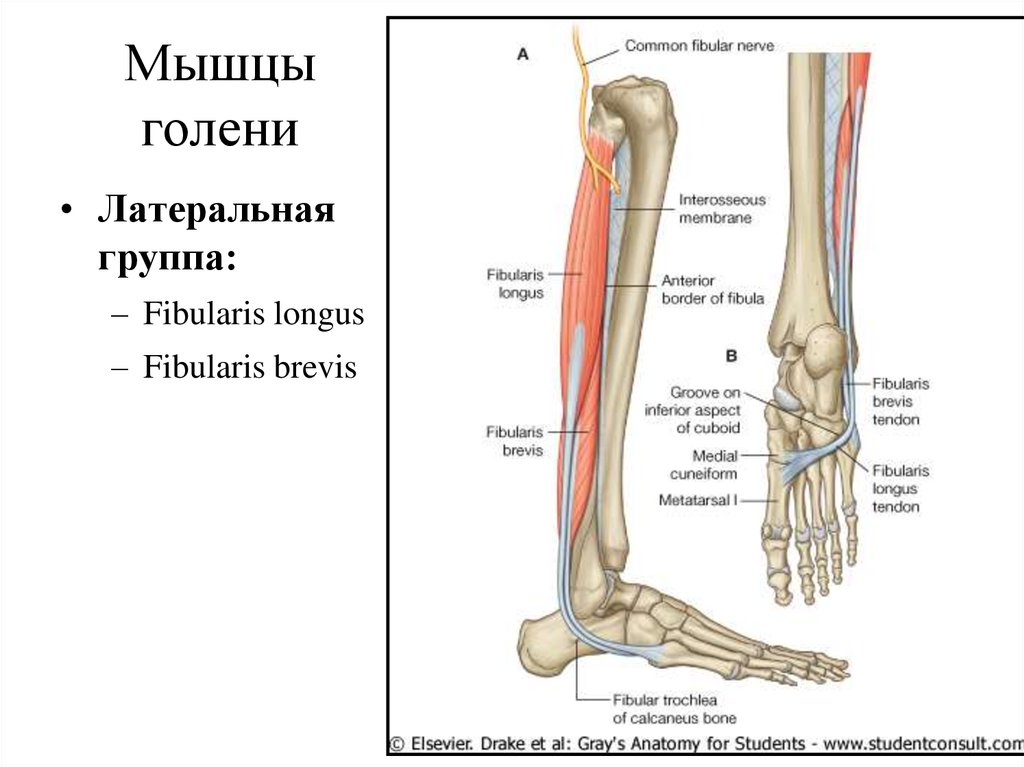 Мышцы голени презентация