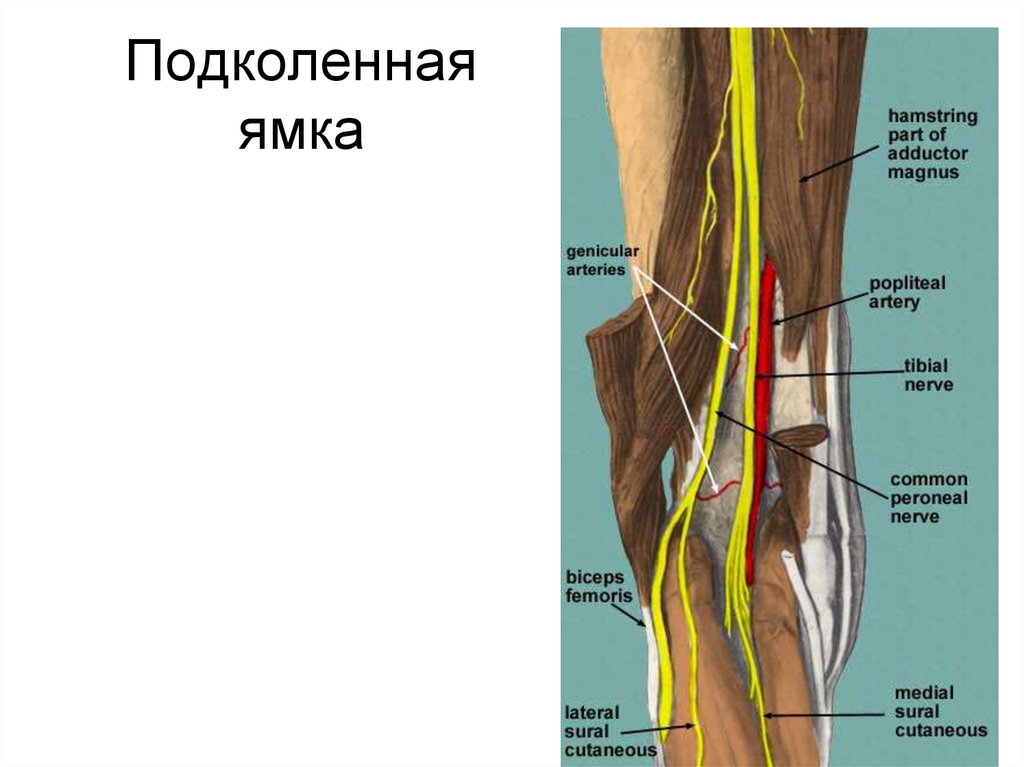 Подколенно бедренного. Иннервация коленного сустава анатомия. Подколенная ямка топографическая анатомия. Большеберцовый нерв анатомия. Коленный сустав подколенная ямка анатомия.