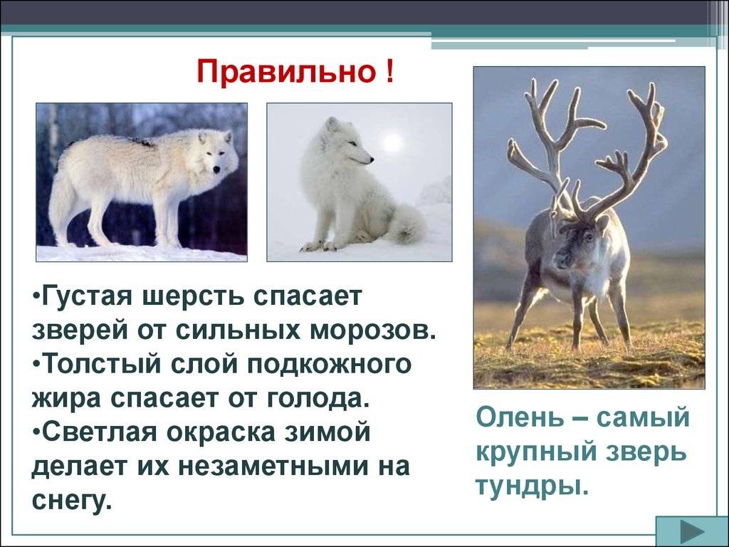 Тундра природная зона россии 4 класс