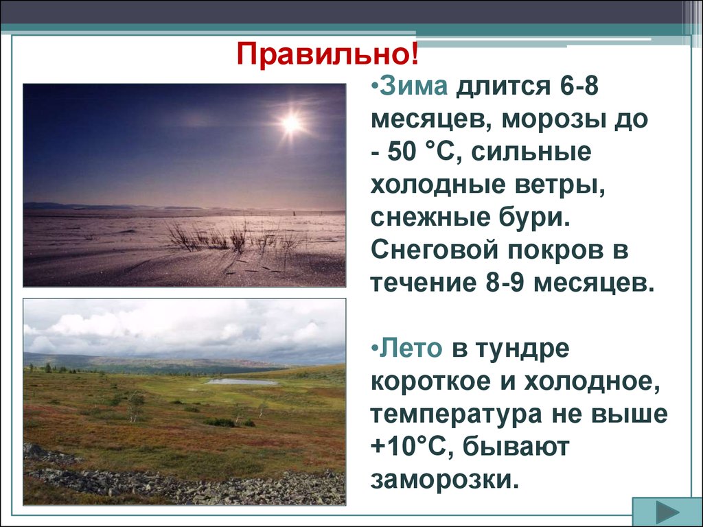 Описание природной зоны тундра по плану 8 класс география