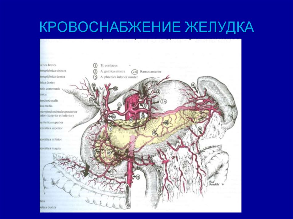 Кровоснабжение желудка анатомия схема