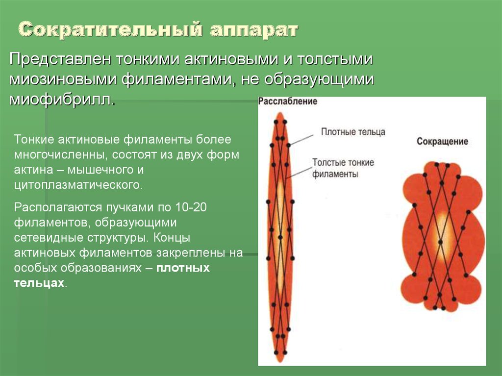 Виды сократимости