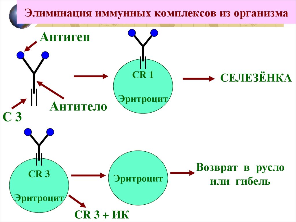 Комплексы в организме. Механизмы элиминации иммунных комплексов. Иммунный комплекс схема. Комплекс антиген—антитело (иммунный комплекс). Механизм образования иммунных комплексов..