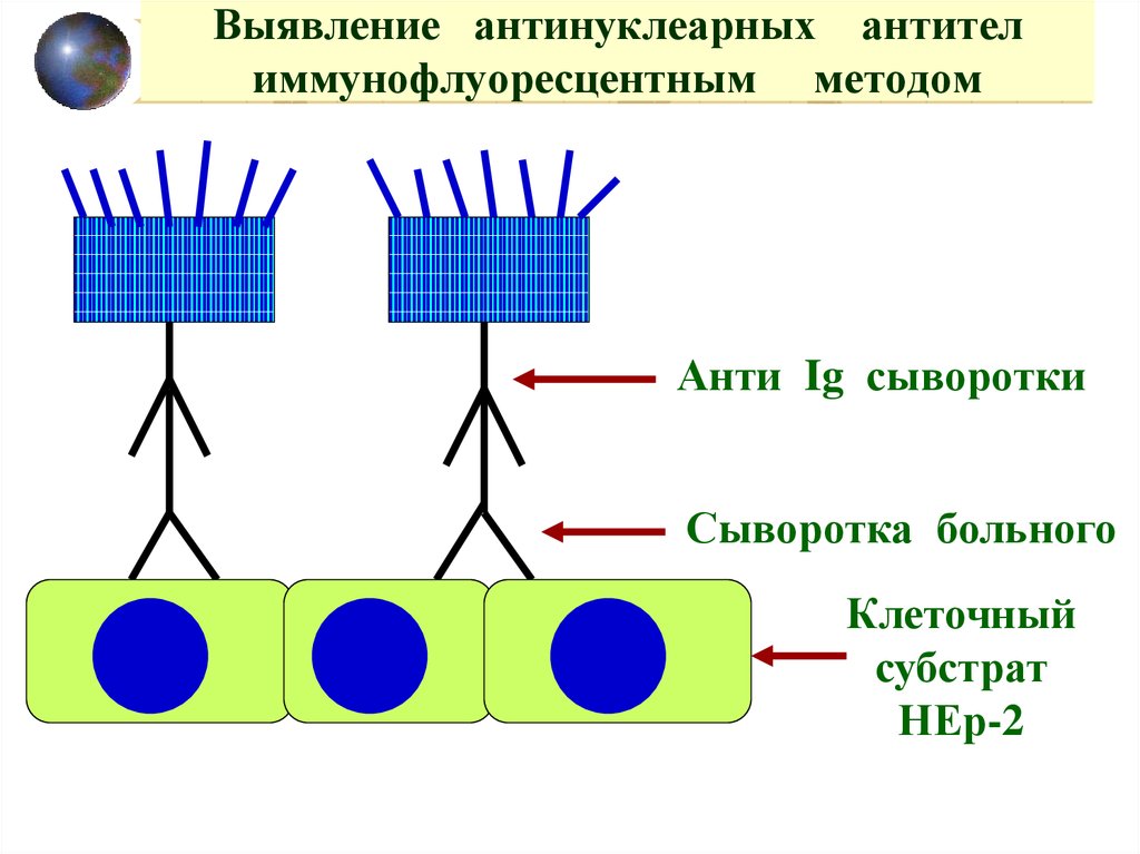 Анализ антинуклеарные антитела иммуноблот