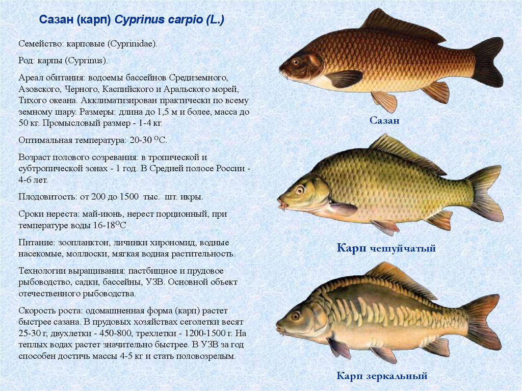 Ареалы обитания рыб. Семейство карповых. Карповые семейство рыб. Семейство карповых сазан. Семейство карповых рыб список.