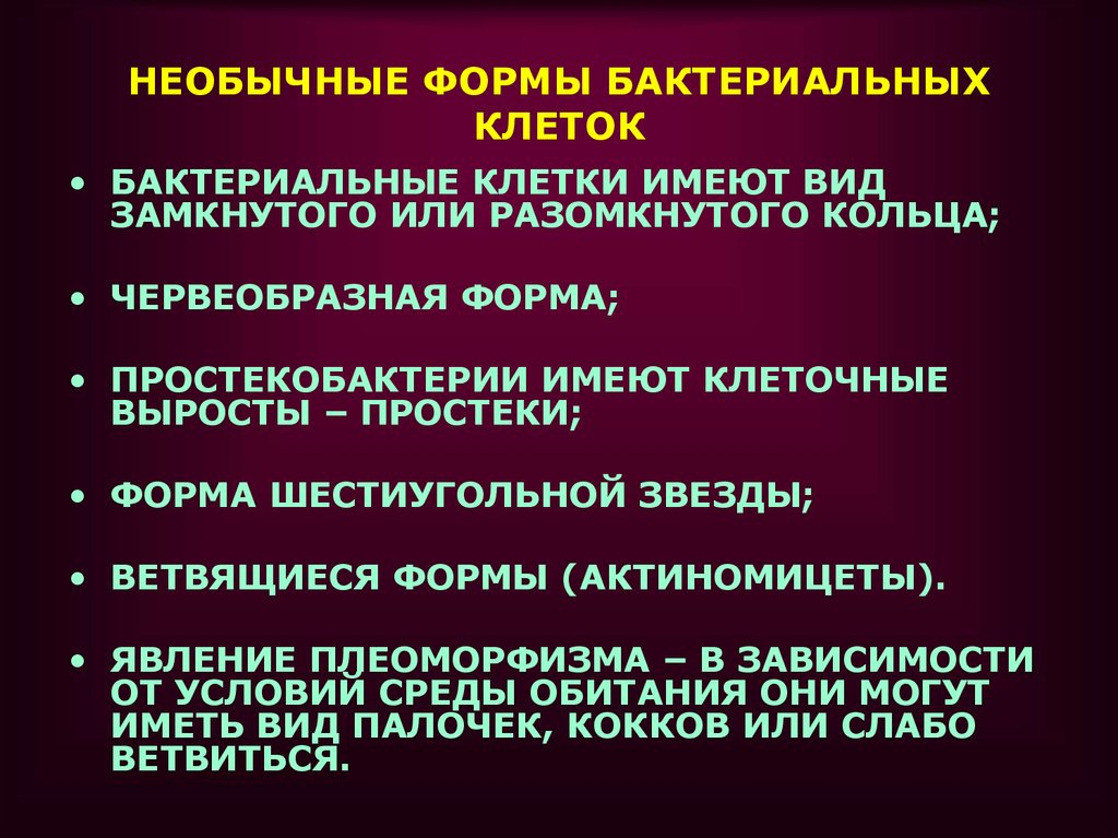 Простекобактерии форма. Плеоморфизм бактерий. Простеки бактерий функции.