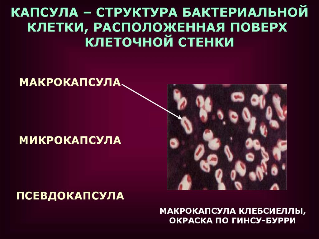 Клетка метод окраски. Метод Бурри Гинса. Капсула бактерий окраска по Бурри-ГИНСУ. Klebsiella pneumoniae Бурри Гинса. Метод Бурри-Гинса окраска капсул.