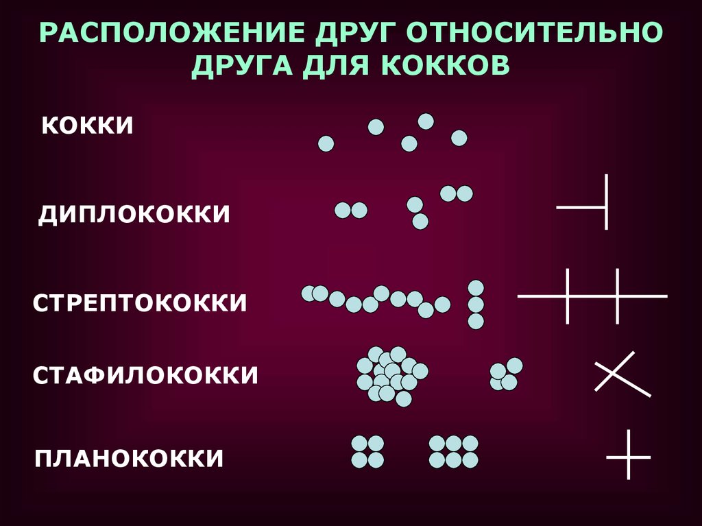 Бактерия кокки картинки