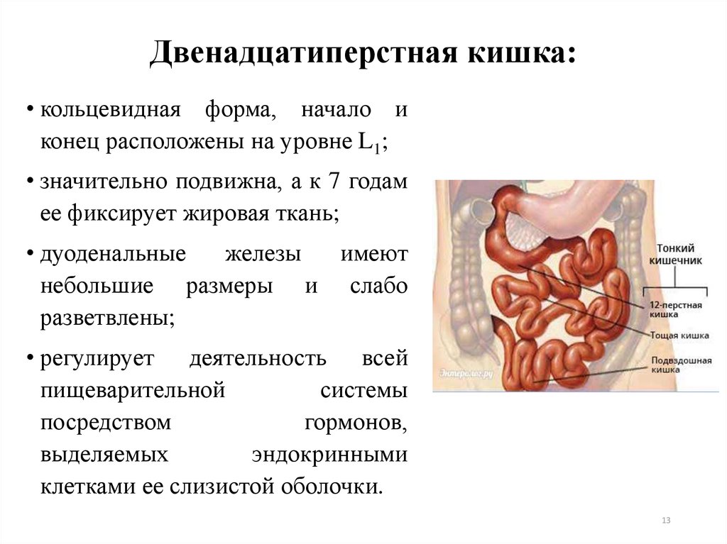 Работа 12 перстной кишки