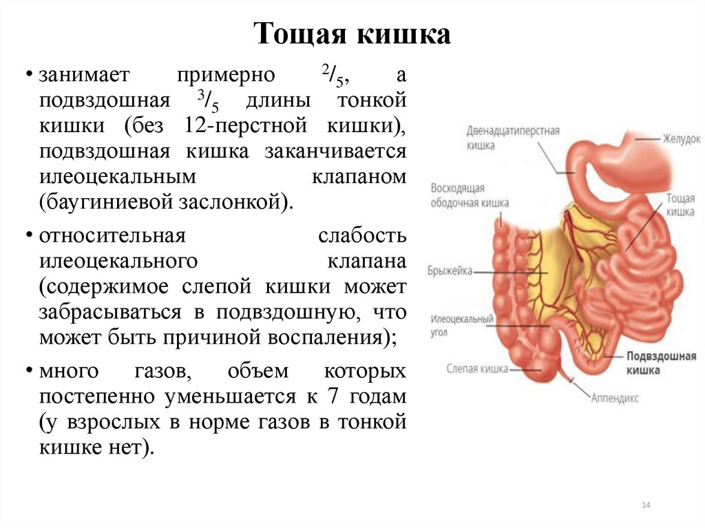 Тонкий кишечник особенности функции. Тощая кишка анатомия строение стенки. Кишечник тонкая кишка тощая подвздошная. Подвздошная кишка анатомия строение.