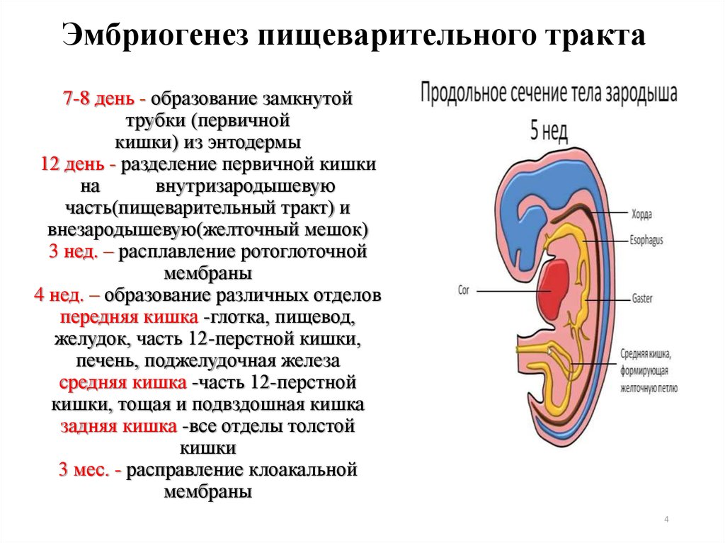 Печень и кишечник образуются. Этапы формирования первичной кишечной трубки. Эмбриональное развитие органов пищеварительной системы. Развитие пищеварительной системы кишечная трубка. Развитие зачатка пищеварительного тракта.