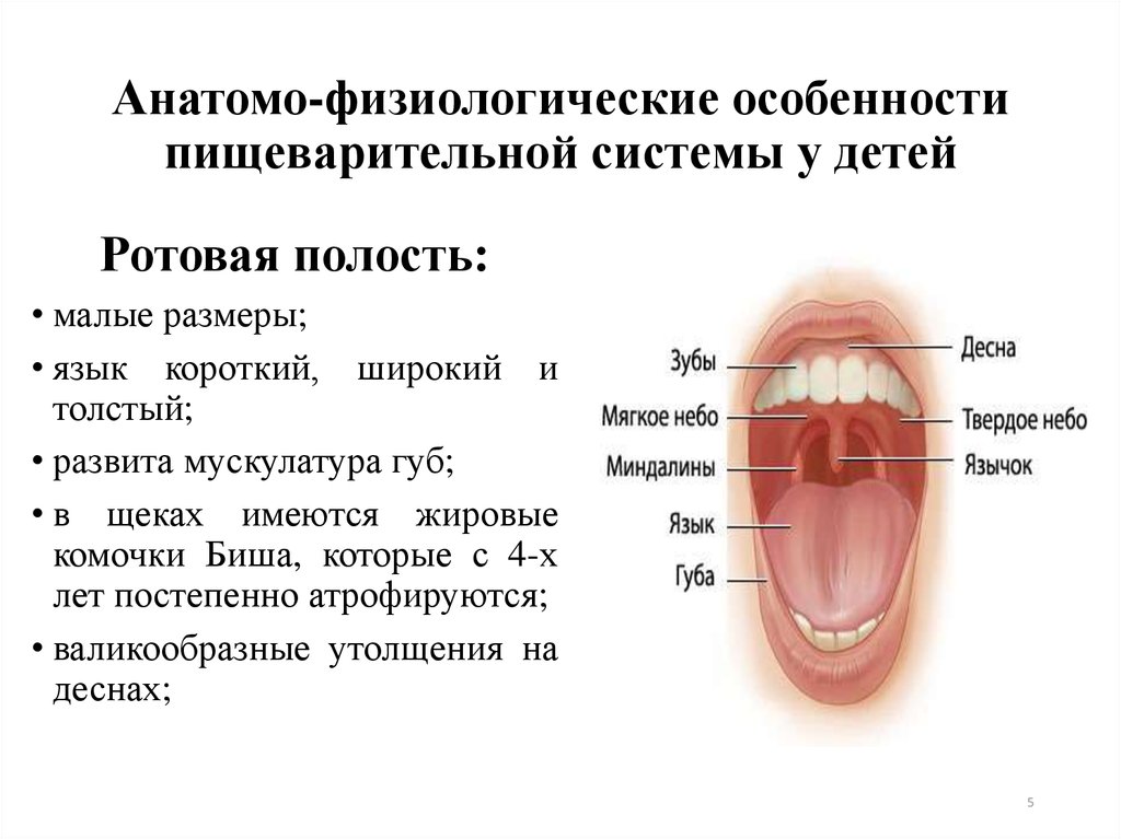 Для полости рта характерно. Особенности строения ротовой полости. Анатомо физиологическое строение ротовой полости. Анатомо физиологические особенности полости рта. Афо пищеварительной системы.