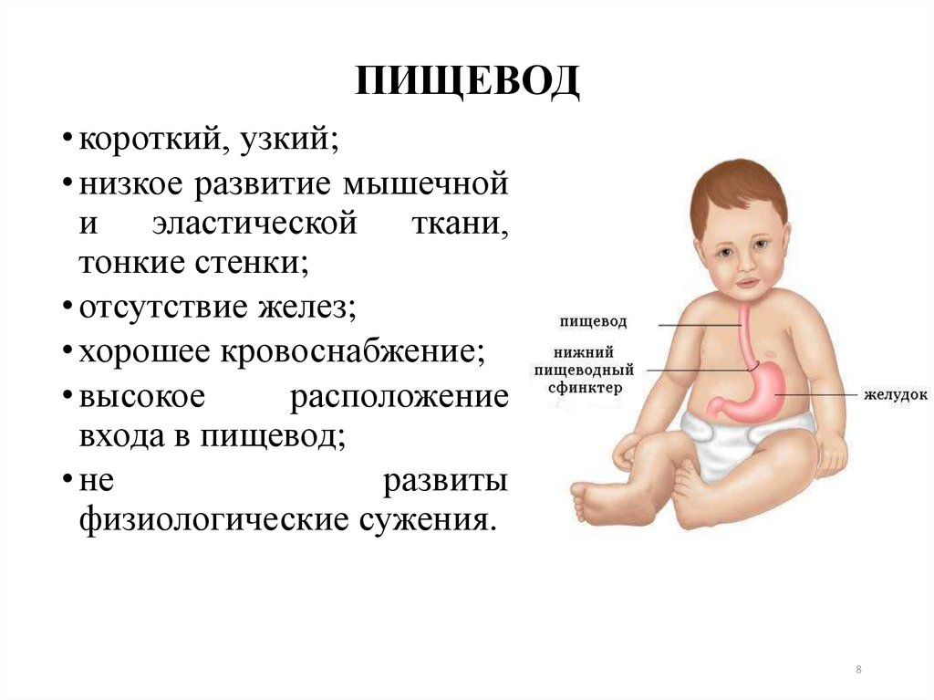Пищевод у детей. Органы пищеварения у новорожденных. Пищеварительная система грудничка. Строение пищеварительной системы для детей.
