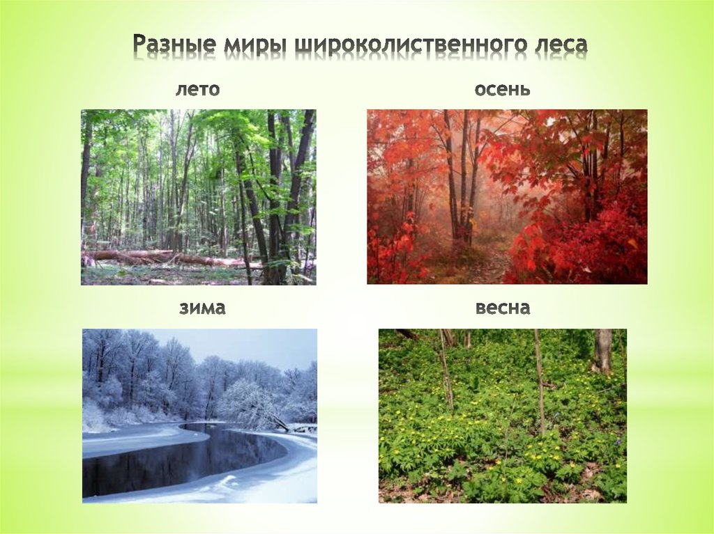Смешанный лес факторы. Климат зоны смешанных и широколиственных лесов в России. Широколиственный лес тайги. Зона широколиственных лесов климат. Зона лесов смешанные широколиственные климат.
