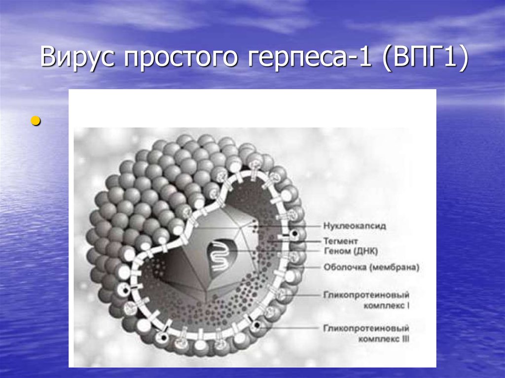 Вирус герпеса 1. Вирус простого герпеса 1 типа строение. Вирус простого герпеса 2 типа строение. Верус простоготгерписа.