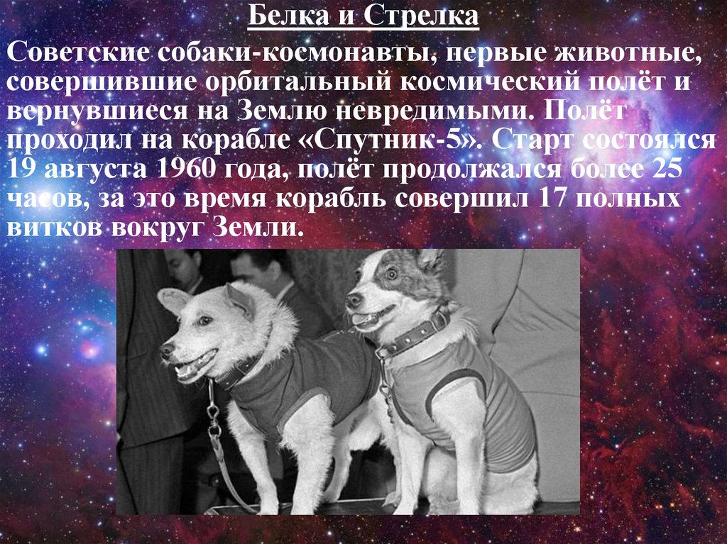 19 августа 1960. Космический корабль Спутник 5 белка и стрелка. Белка и стрелка 19 августа 1960 года. Белка и стрелка собаки космонавты. Первые космонавты животные.