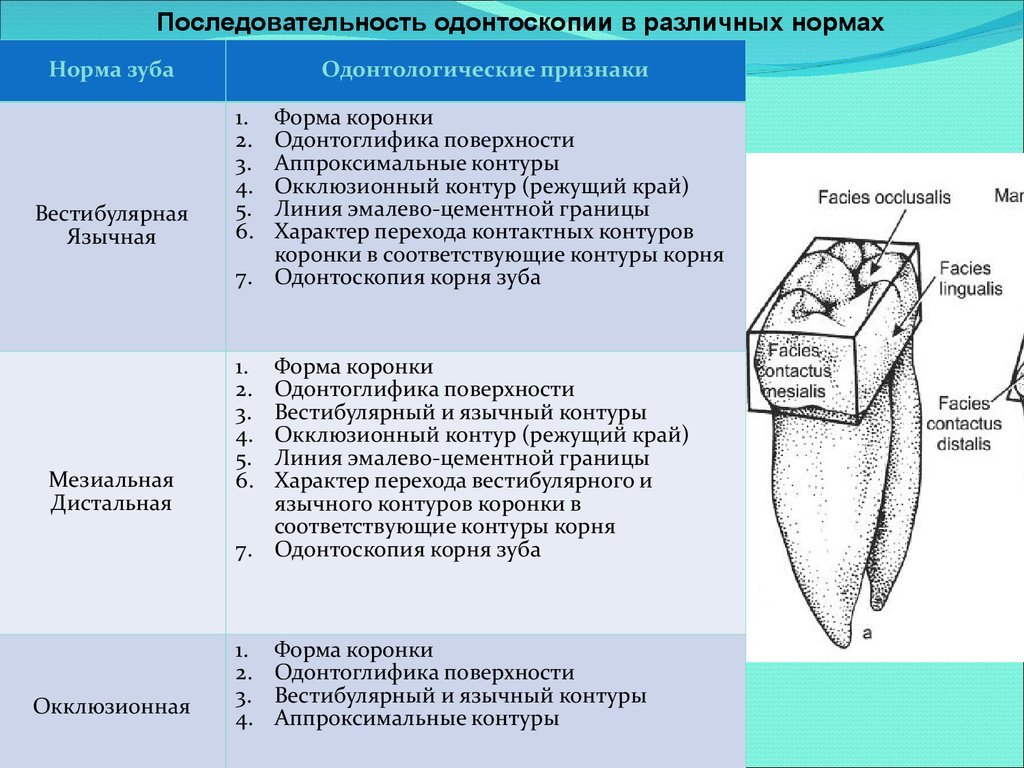 Поверхности зубов в стоматологии схема