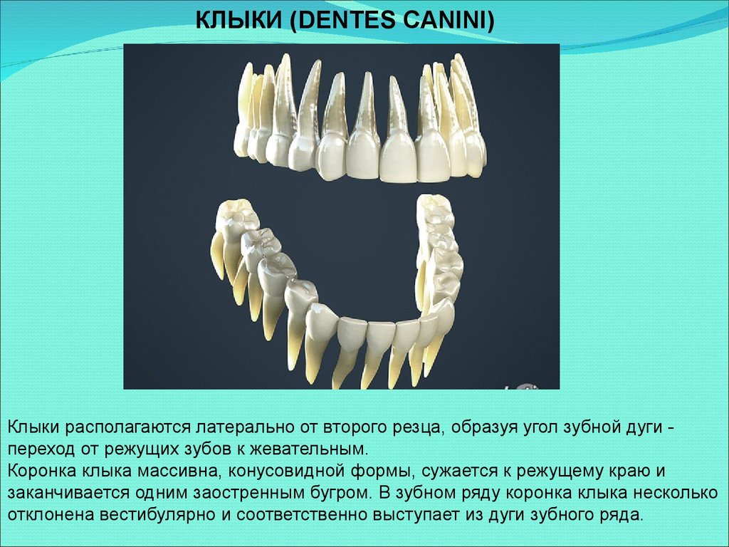 Корень зуба клык