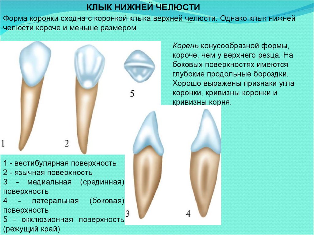 Корень зуба клык. Латеральный верхний резец верхней челюсти. Строение зуба резца сбоку. Строение зуба резца нижней челюсти. Латеральный резец верхней челюсти анатомия.
