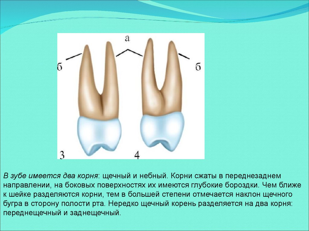 Как называются корни зубов. Зуб 2.3 анатомия. Корни зубов анатомия. Медиально щечный корень зуба.