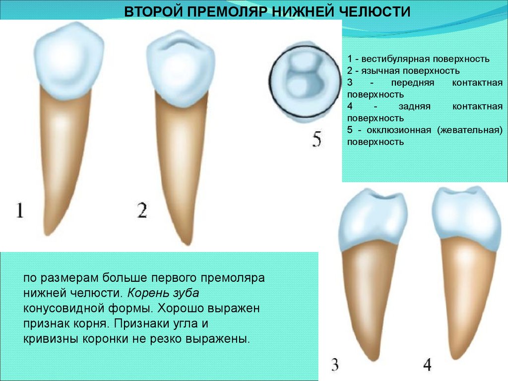 Признаки стороны зуба. Второй верхний премоляр строение. Анатомия 2 премоляра нижней челюсти. Нижний 2 премоляр анатомия. Первый премоляр анатомия зуба.
