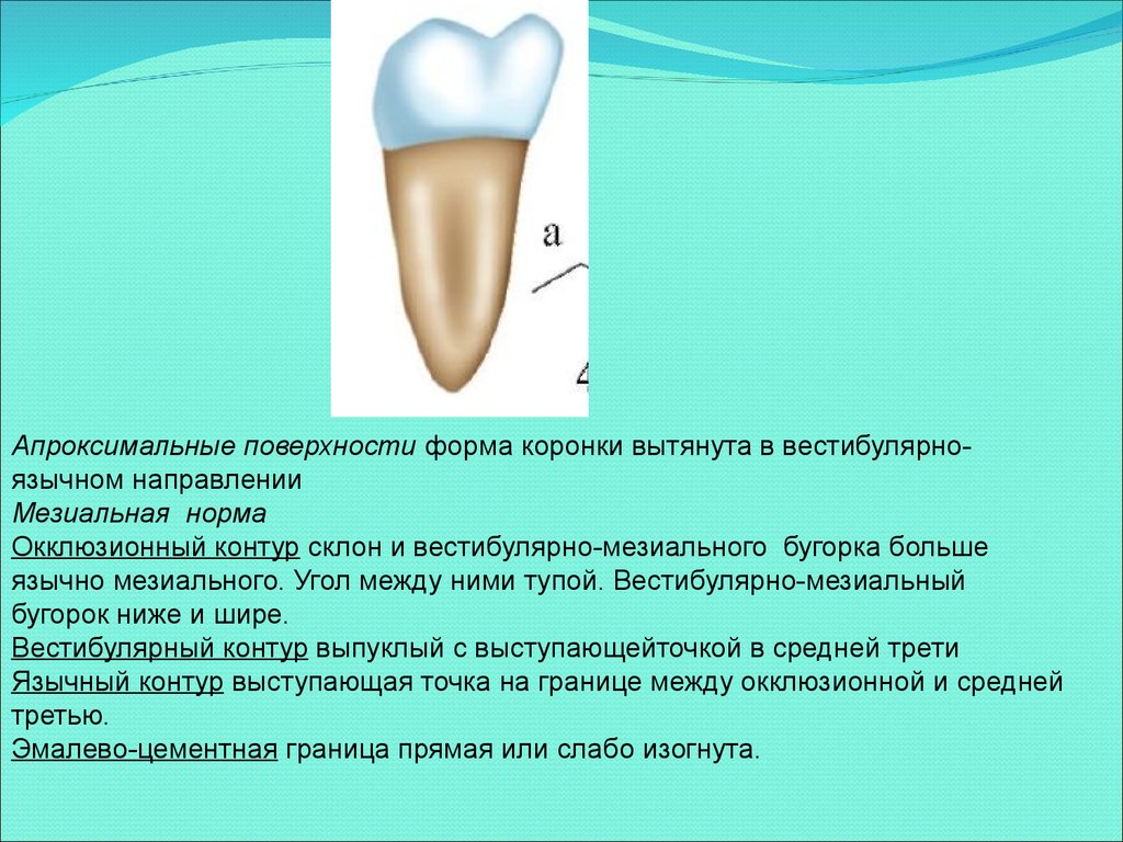 Меж язычный. Форма апроксимальной поверхности зубов. Коронка постоянного клыка в мезиальной норме. Вестибулярная поверхность коронки зуба. Форма коронки зубов анатомия.