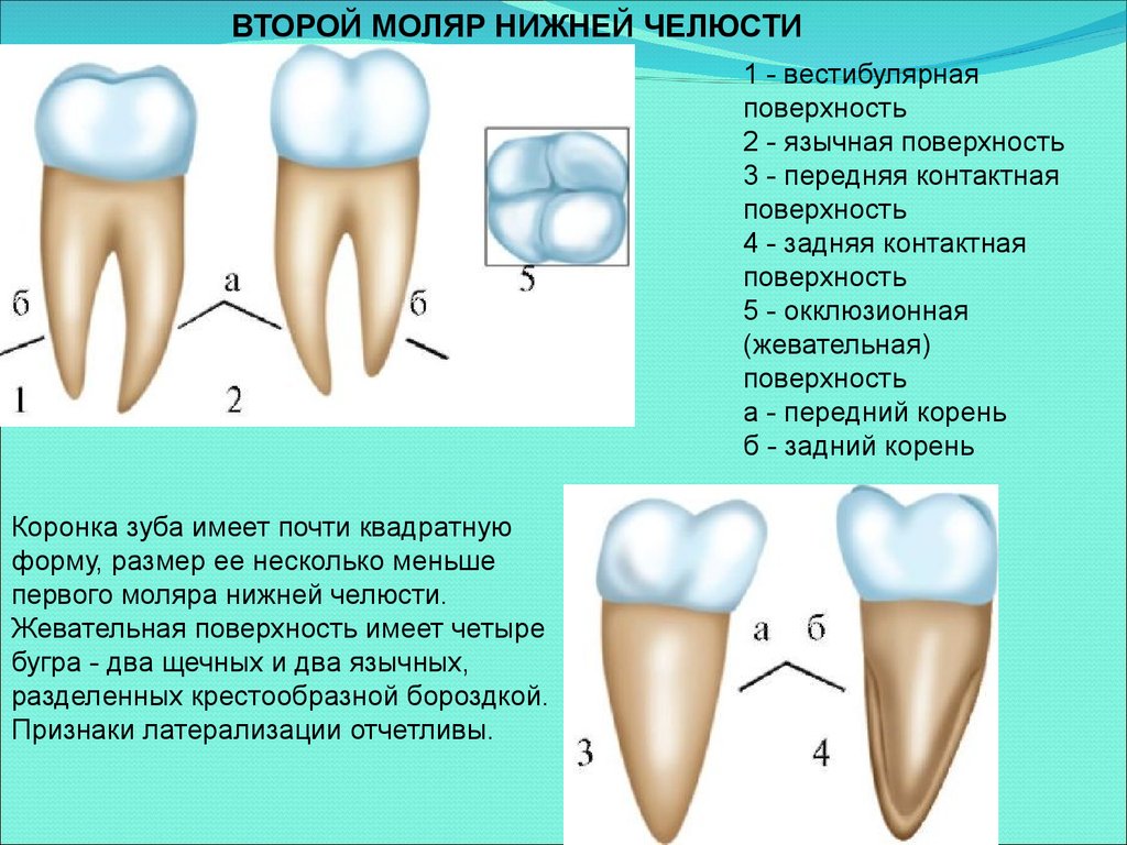 Какую функцию выполняет шейка зуба. Третий моляр нижней челюсти анатомия. Верхний второй моляр анатомия коронки. Анатомия зуба второго моляра. Зуб второй моляр верхней челюсти.