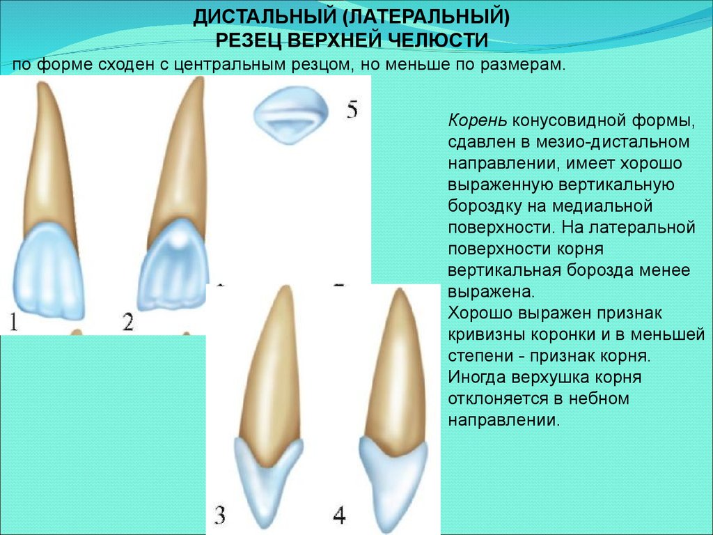 Клыки поверхность зуба. Центральный резец нижней челюсти анатомия. Строение зуба резца сбоку. Латеральный резец верхней челюсти анатомия. Центральный медиальный резец верхней челюсти.