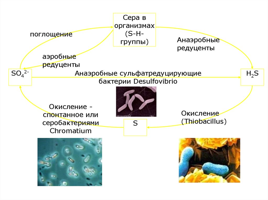 Этапы анаэробных организмов