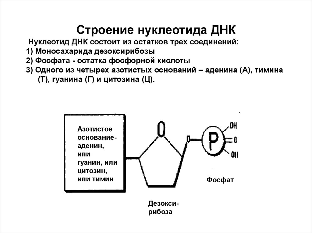 Масса нуклеотида 345. Строение ДНК дезоксирибоза остаток фосфорной. Остатки фосфорной кислоты в ДНК. Строение нуклеотида ДНК. Схема строения нуклеотида ДНК.