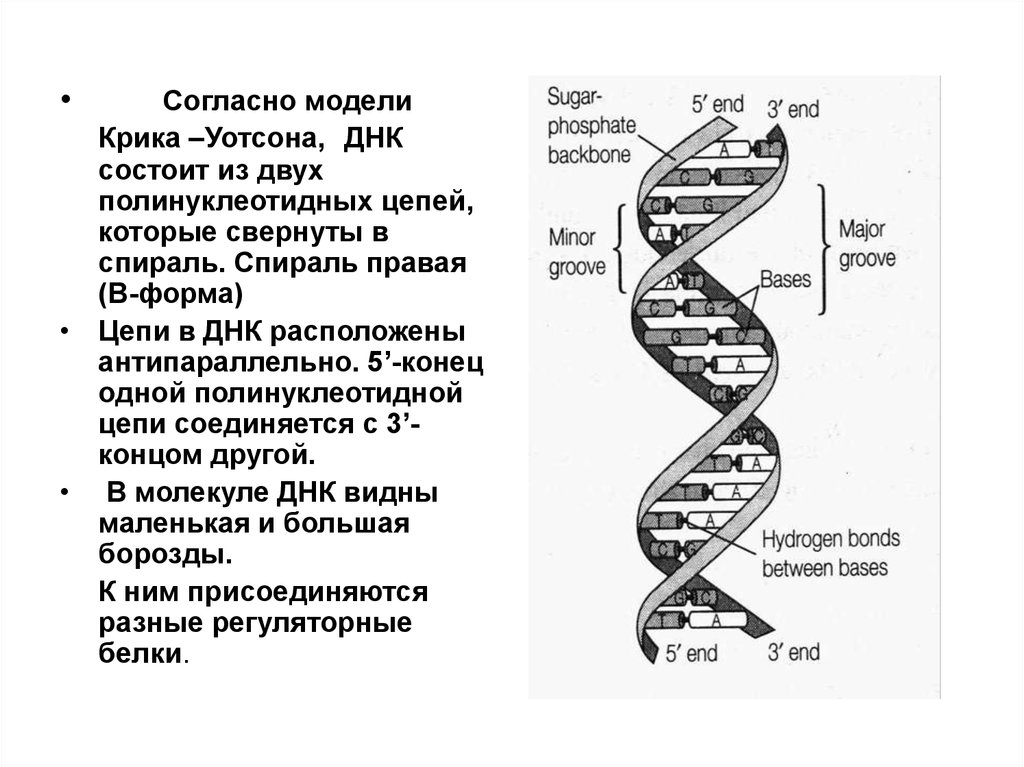 Транспорт наследственной информации. Цепочка ДНК. Структура полинуклеотидной цепи ДНК. Уотсон и крик ДНК. Молекулярные основы наследственности.
