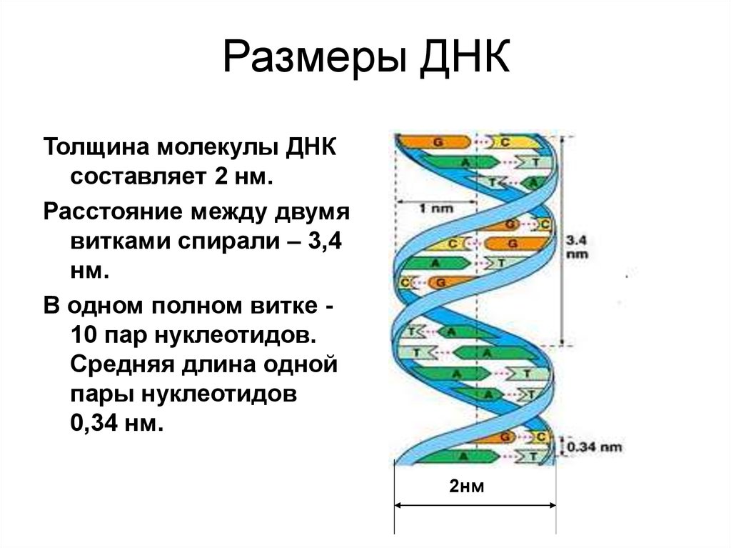 Размер структуры. Уровни спирализации ДНК. Уровни спирализации ДНК двойная спираль. Уровни спирализации хромосом. Спирализация молекулы ДНК.