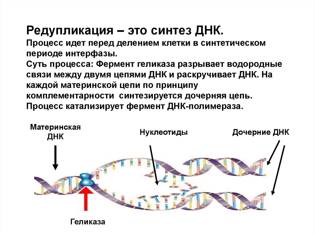 Разрыв цепи днк. Схема процесса редупликации ДНК. Ферменты редупликации ДНК. Репликация и редупликация. Ферменты процесса редупликации ДНК.
