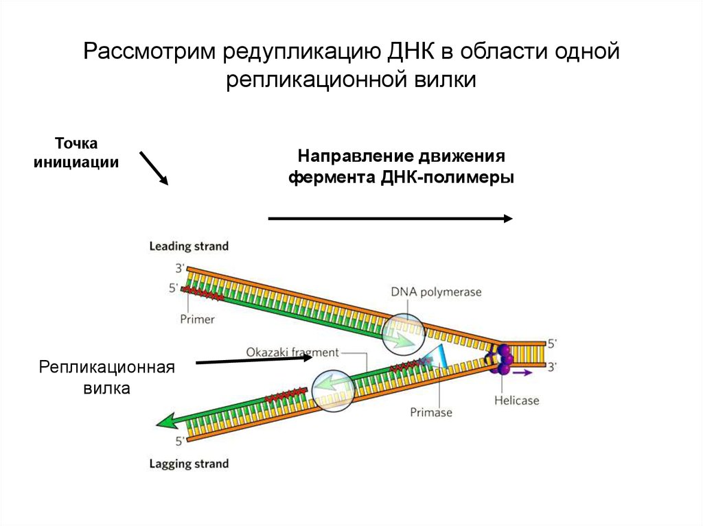 Репликативная вилка схема