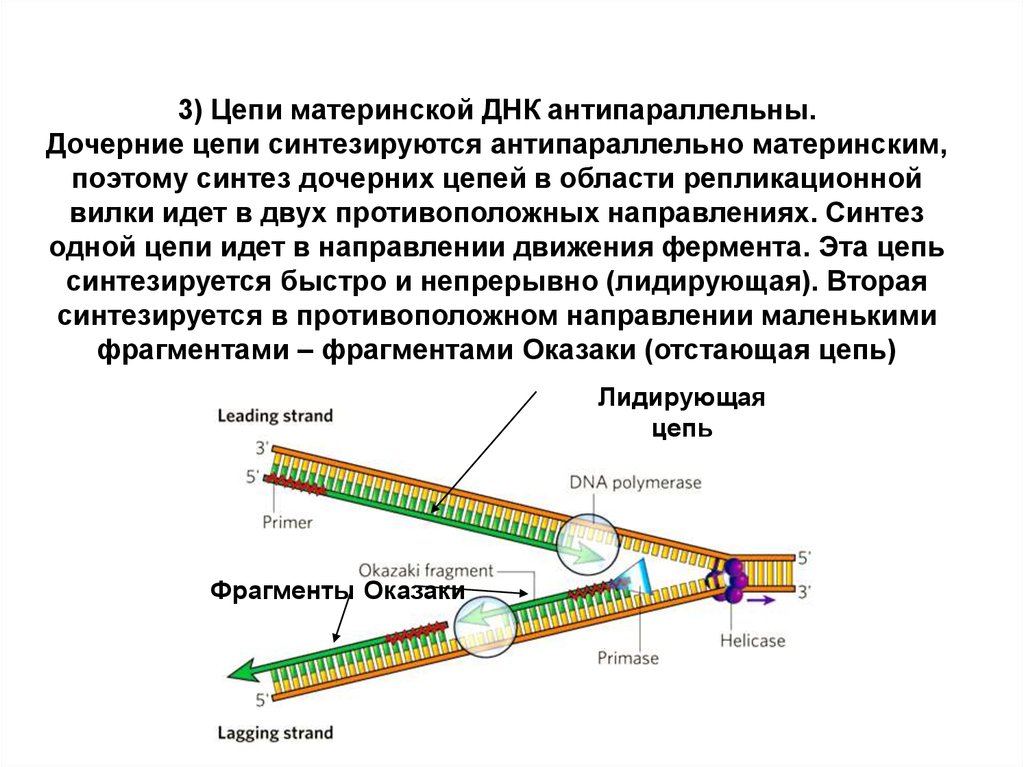 Цепи днк антипараллельны