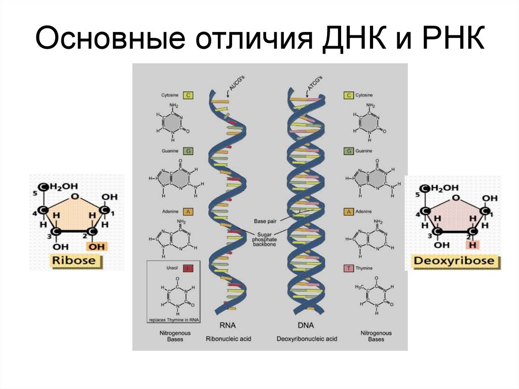 Структура молекулы днк рнк. Структура ДНК И РНК. Различия первичной структуры ДНК И РНК. Схема сходства и отличия ДНК И РНК. Отличие нуклеиновых кислот ДНК И РНК.