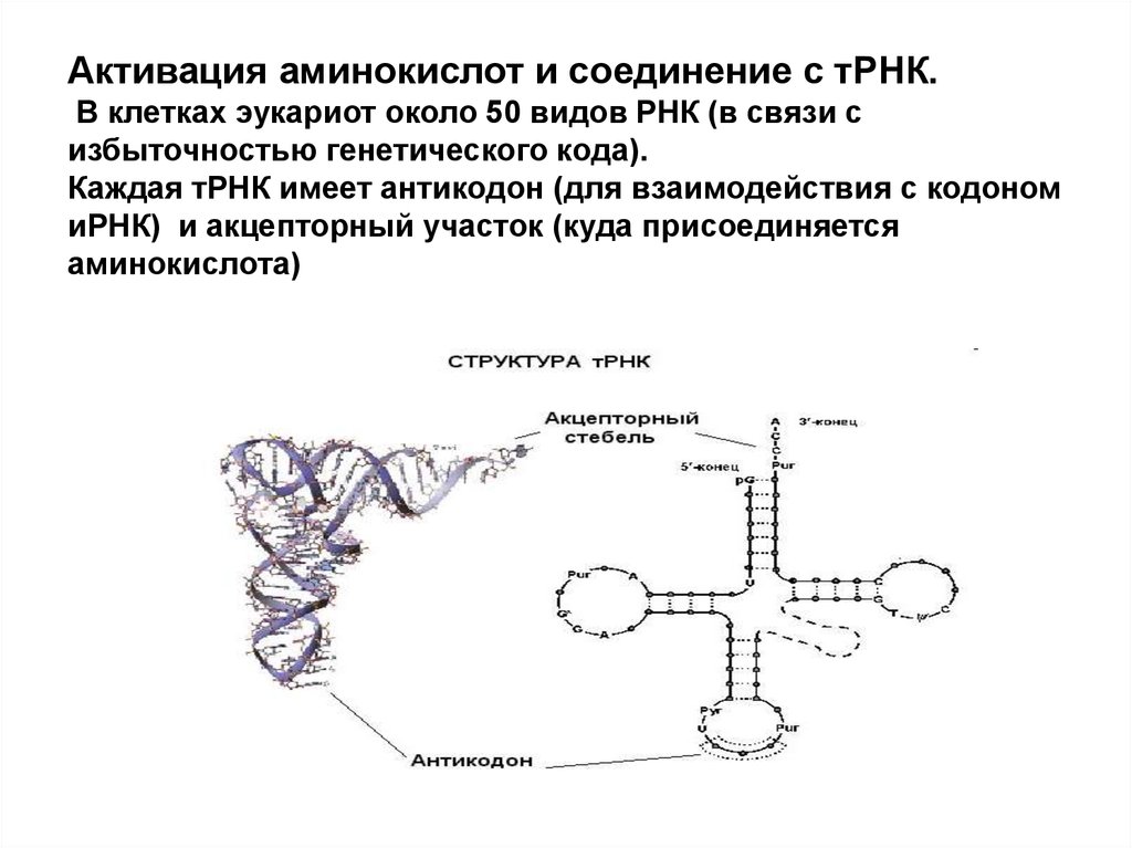 Соединение трнк с аминокислотой. Схема присоединения транспортной РНК. Активация аминокимлотатрнк. Строение т-РНК И кодирование аминокислот..