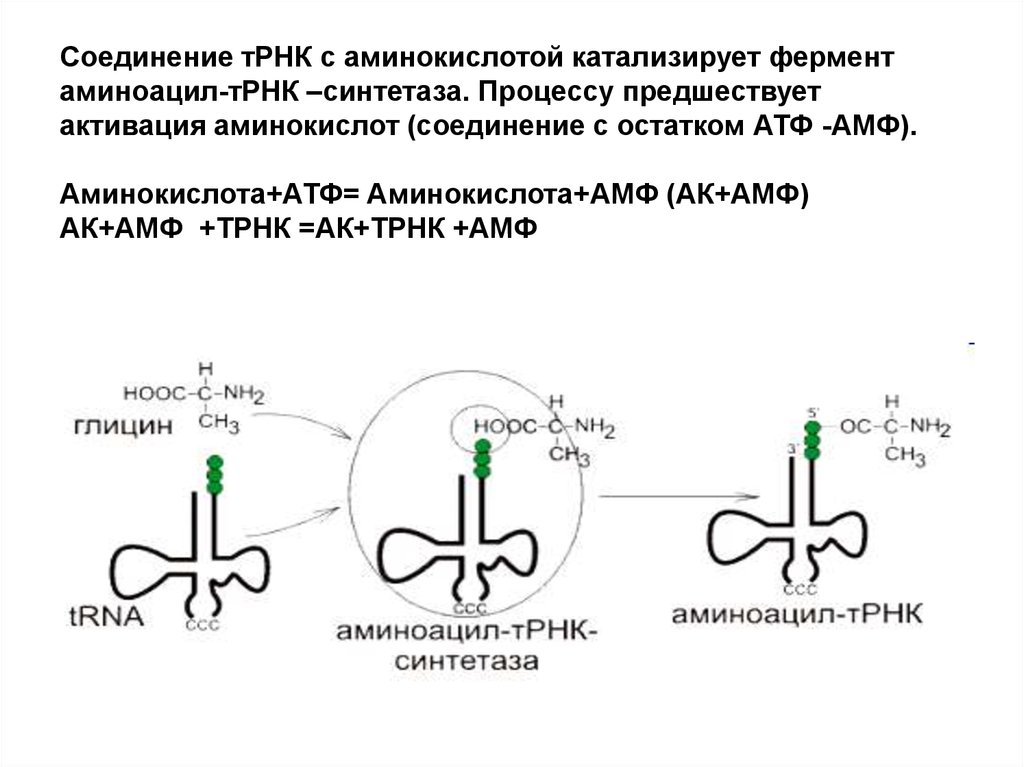 Соединение трнк с аминокислотой. Аминоацил ТРНК строение. Аминокислота соединяется с т-РНК. ТРНК С аминокислотой.