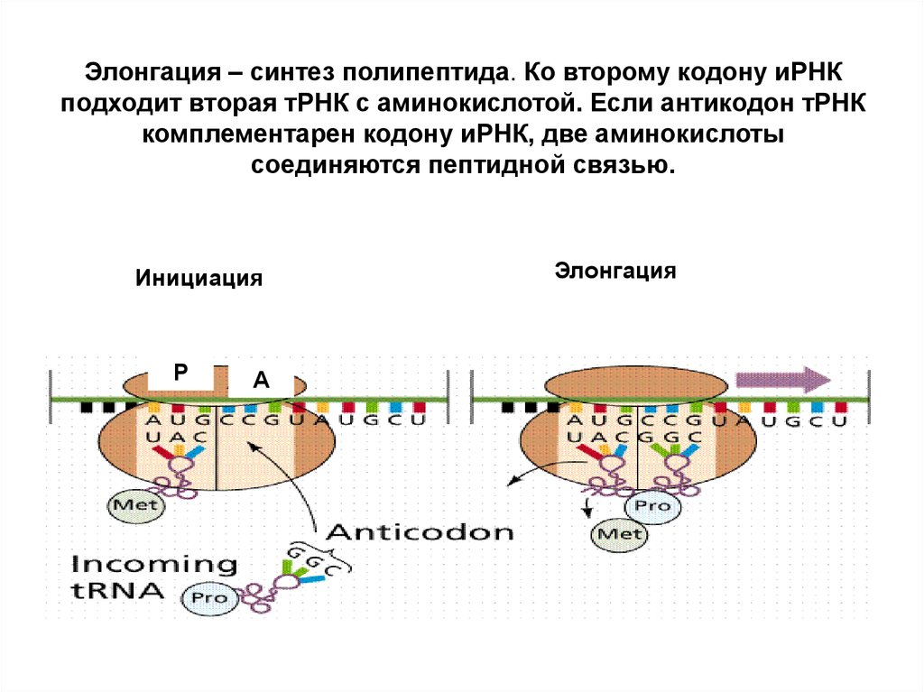 Синтезирующийся полипептид. Элонгация. Элонгация полипептида. Инициация элонгация терминация. ИРНК.