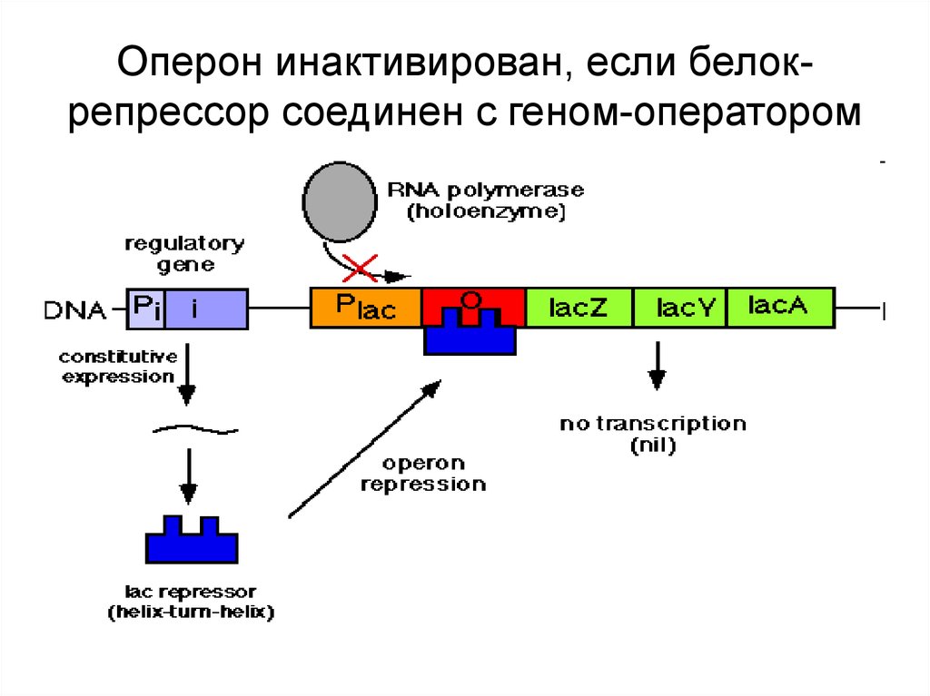 Схема строения оперонов бактерий