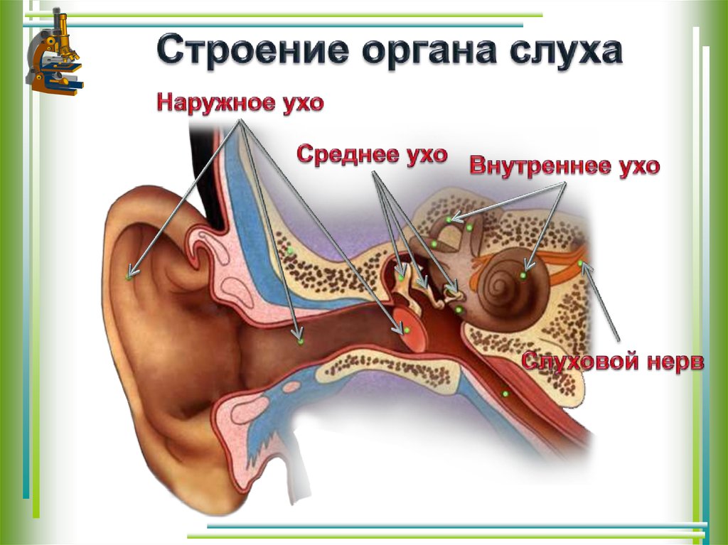 Строение и работа среднего уха. Строение внутреннего уха орган слуха. Слуховой анализатор анализатор. Орган слуха наружное ухо среднее ухо внутреннее ухо. Слуховой анализатор внешнее ухо.