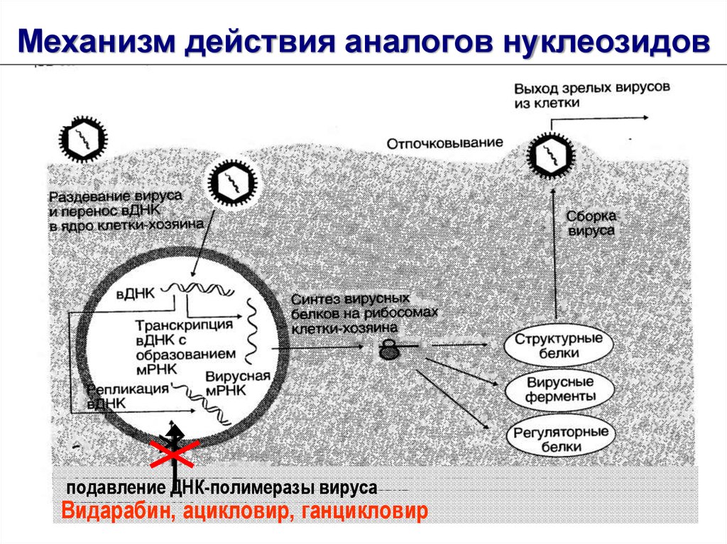 Механизм действия ацикловира. Механизм действия аналогов нуклеозидов. Механизм противовирусного действия ацикловира. Аналоги нуклеозидов механизм действия. Аномальные нуклеозиды механизм действия.