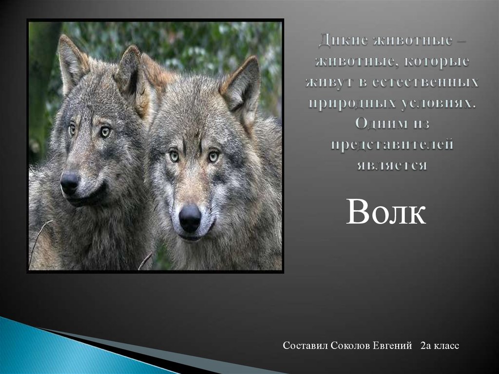 Объяснить слово волком. Интересные факты о волках. Волк биология. Серый волк интересные факты. Проект на тему волк.