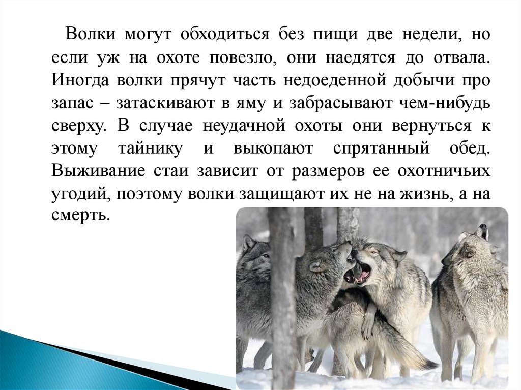 Волки сколько страниц. Описание Волков. Описание волка. Доклад про волка. Презентация на тему волк.