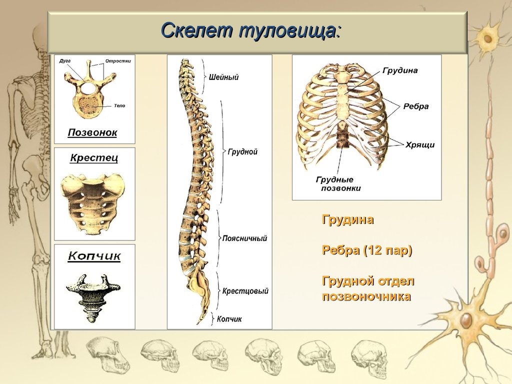 Урок-игра. Строение скелета - презентация онлайн