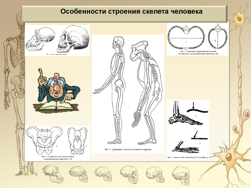 Урок-игра. Строение скелета - презентация онлайн