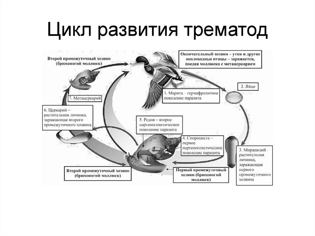 Жизненный цикл легочного. Схема цикла развития трематод. Общая схема цикла развития трематод. Жизненный цикл трематод схема. Типичный жизненный цикл трематод.