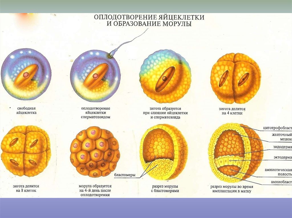 Начальный этап развития оплодотворенного яйца носит название. Деление яйцеклетки после оплодотворения. Стадии дробления оплодотворения яйцеклетки. Стадии развития яйцеклетки после оплодотворения. Стадии развития оплодотворенной яйцеклетки.