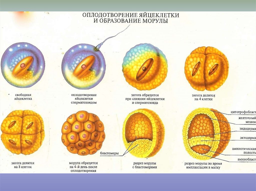 Стадии оплодотворения рисунок. Оплодотворение яйцеклетки и образование зародыша. Деление яйцеклетки после оплодотворения. Стадии дробления оплодотворения яйцеклетки. Стадии развития яйцеклетки после оплодотворения.