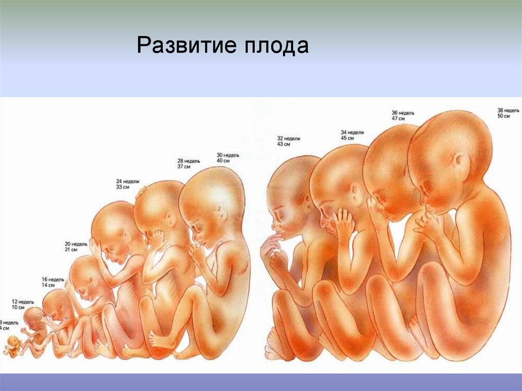 Беременность 21 22. Размер ребенка на 20 неделе. Размер ребёнка на 22 неделе беременности. Ребёнок в 22 недели беременности.